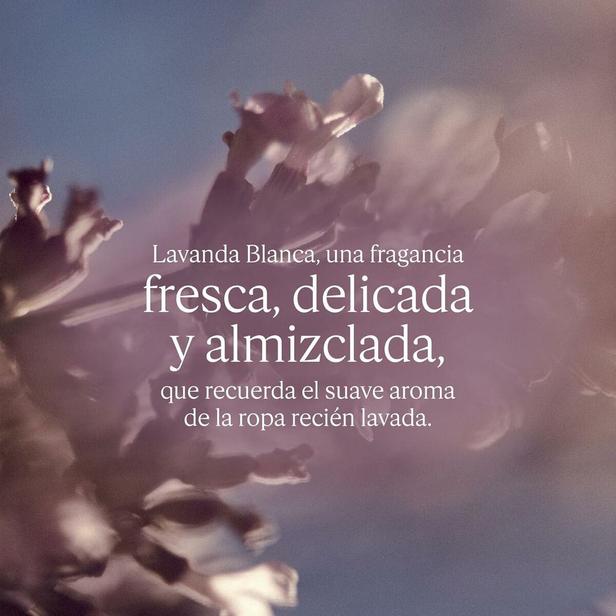 Women's Perfume L'Occitane En Provence LAVANDE 50 ml Beauty, Perfumes and fragrances von L'Occitane En Provence | Luxus Aroma