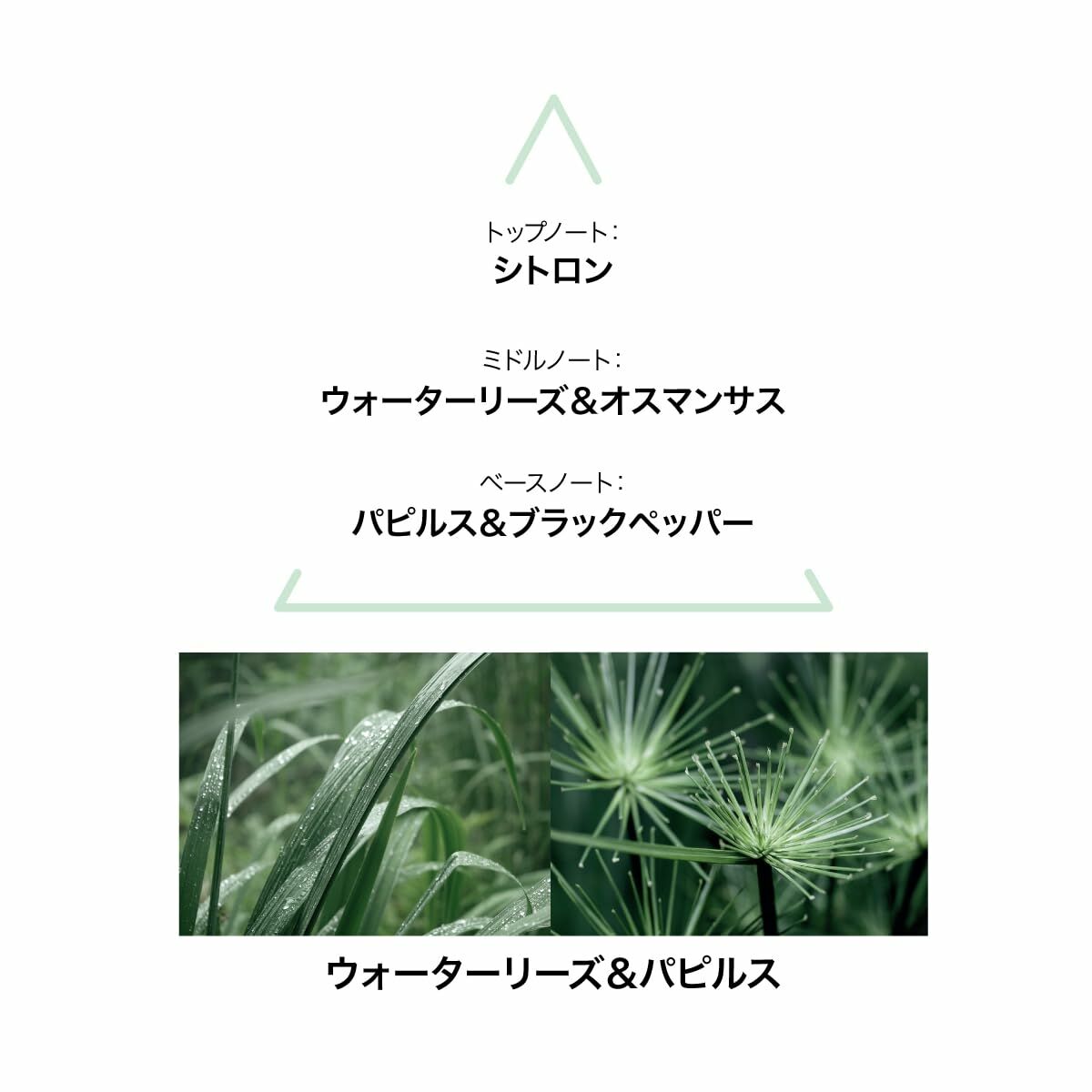 Women's Perfume Le Couvent des Minimes Beauty, Perfumes and fragrances von Le Couvent des Minimes | Luxus Aroma