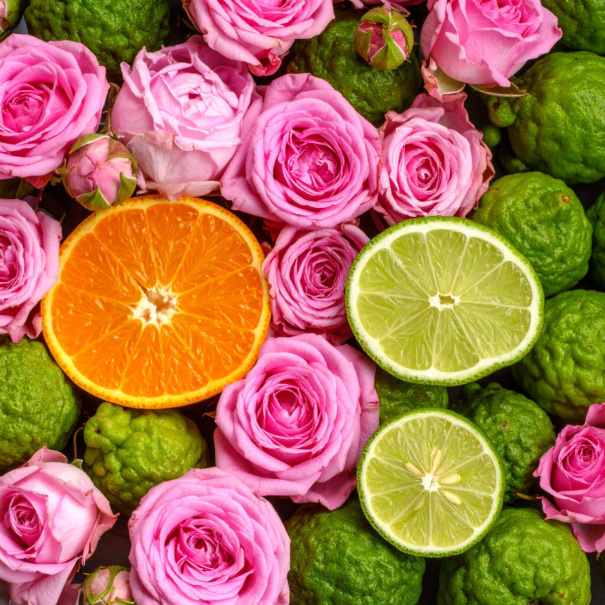 Lumiere La Rose